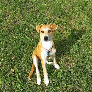 A brown and white dog sitting on a grassy field, looking up at the camera.