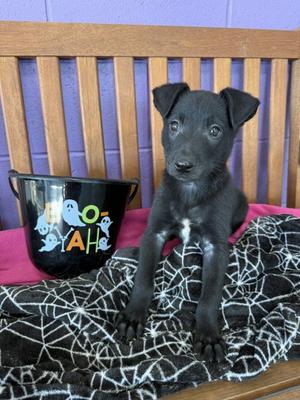 **ALVIN**, Border Collie, puppy, available for adoption