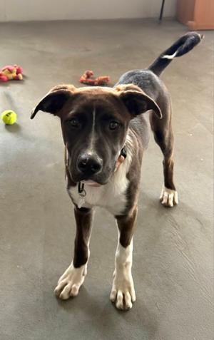 **BOGEY**, Labrador Retriever / Great Dane, puppy, available for adoption