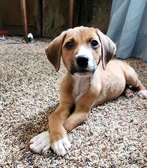 **HAZEL**, Beagle, puppy, available for adoption