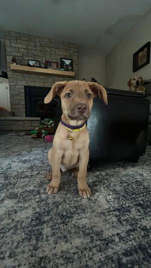 A brown puppy with floppy ears and a purple collar sits on a gray carpet in a living room. In the background, there is a stone fireplace, a black leather couch, and a framed picture on the wall. Another dog is partially visible on the couch.