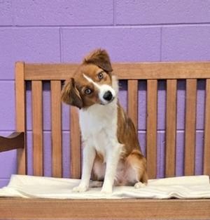 **GIANNA**, Australian Shepherd, young, available for adoption