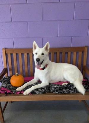 **BAYMAX**, Husky / Shepherd, young, available for adoption