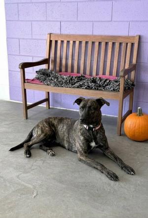 **NIBBLES**, Labrador Retriever / Hound, young, available for adoption