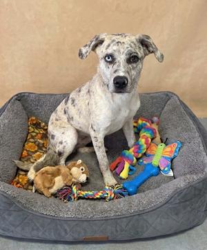 **EMPRESS**, Catahoula Leopard Dog, young, available for adoption