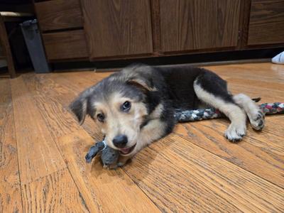 **MERMAN**, Golden Retriever, puppy, available for adoption