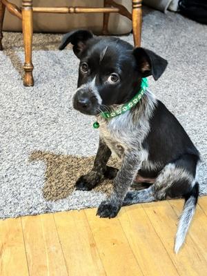 **COWBOY**, Australian Cattle Dog/Blue Heeler, puppy, available for adoption