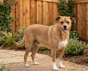 **CARAMEL**, Labrador Retriever / Beagle, adult, available for adoption