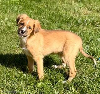 **MANGO**, Australian Shepherd, puppy, available for adoption