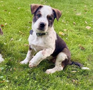 **BACARDI**, Australian Cattle Dog/Blue Heeler, puppy, available for adoption
