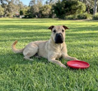 **STARLORD**, Schnauzer / Shar Pei, young, available for adoption