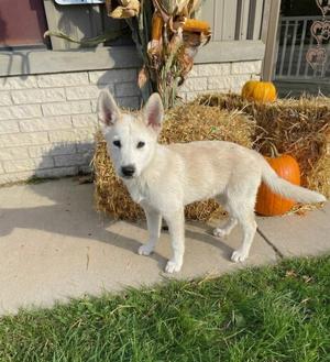 **MARSHMALLOW**, Shepherd / Husky, puppy, available for adoption