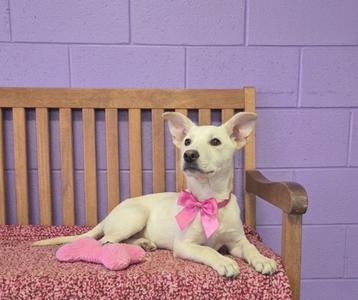 **LOLA**, Labrador Retriever / Terrier, puppy, available for adoption
