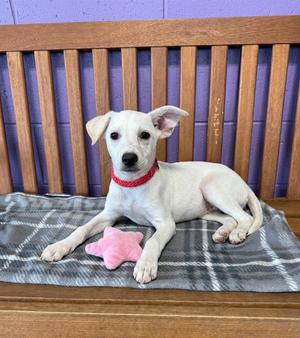 **LORI**, Labrador Retriever / Terrier, puppy, available for adoption