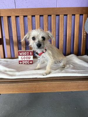 **FARRAH**, Yorkshire Terrier Yorkie, young, available for adoption