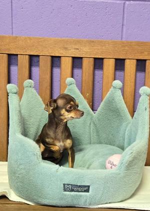 **LOOPIE**, Chihuahua, adult, available for adoption