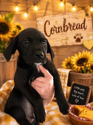 Cornbread, Mixed Breed, puppy, available for adoption