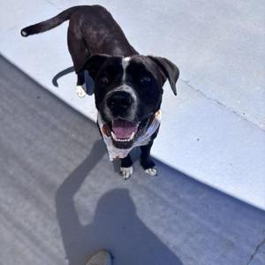 Odin, Labrador Retriever, adult, available for adoption