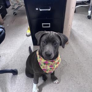 Violet, Labrador Retriever, puppy, available for adoption