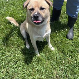 Sam, Mountain Cur, adult, available for adoption