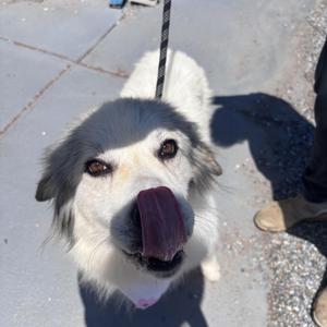Harmony, Great Pyrenees, adult, available for adoption