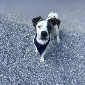 A medium-sized dog with a white and brown coat and a blue bandana around its neck, standing on a gravel surface.