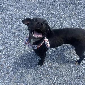 Flora, Boxer, adult, available for adoption