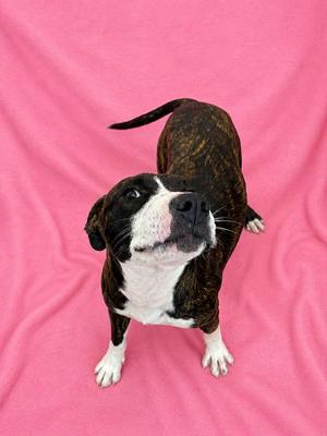 Crumble, Hound, puppy, available for adoption