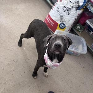 A black dog with a pink bandana standing on a concrete floor, looking up at the camera.