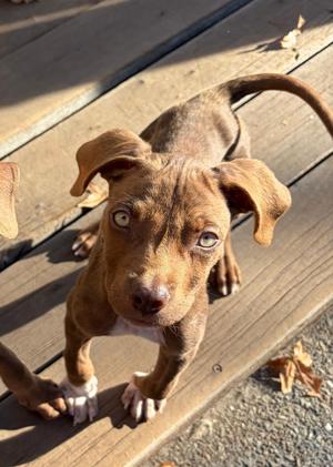 Alvin, Terrier, puppy, available for adoption