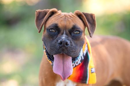 Milagros, Boxer, young, available for adoption