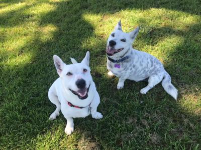 Salt & Pepper, Corgi / Cattle Dog, young, available for adoption