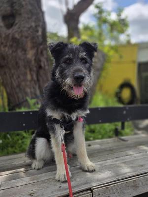Bunny, Terrier, young, available for adoption