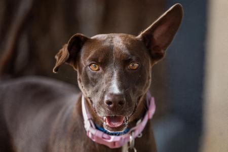 Close-up of a brown dog with large ears and golden eyes, wearing a pink collar.