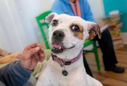 Barbie, Boxer, adult, available for adoption