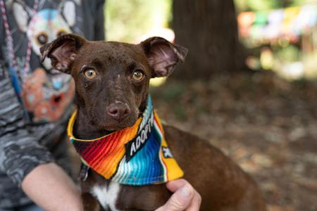 Moka, Chihuahua, young, available for adoption