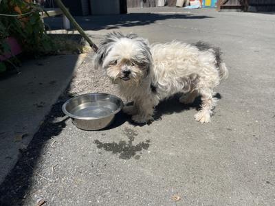 Chia, Shih Tzu, senior, available for adoption