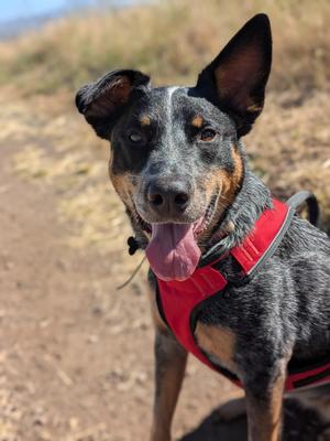 Maya, Australian Cattle Dog / Blue Heeler, adult, available for adoption