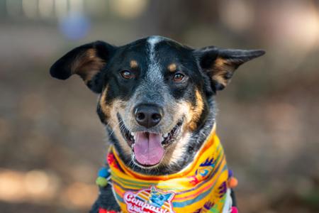 Maya, Australian Cattle Dog / Blue Heeler, young, available for adoption