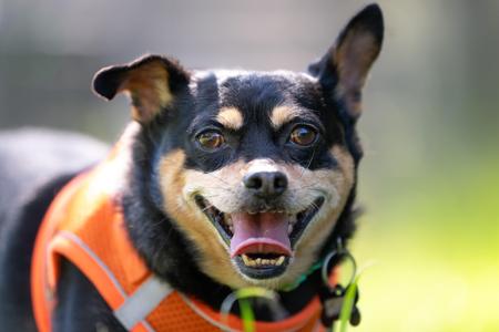 Porkchop, Chihuahua, adult, available for adoption