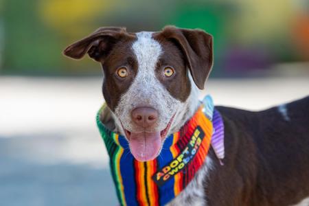 Pebbles, Cattle Dog / Pointer, puppy, available for adoption