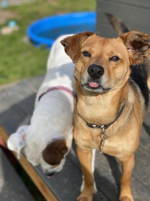 Billy, Terrier, adult, available for adoption