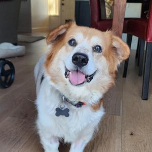 Betty, Corgi / Basset Hound, adult, available for adoption