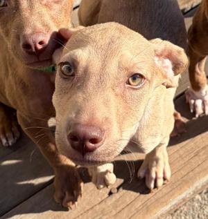 Simon, Terrier, puppy, available for adoption