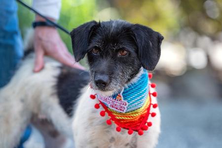 Jana, Jack Russell Terrier, adult, available for adoption