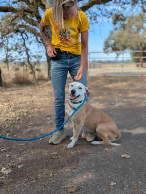 Luchita, Terrier, adult, available for adoption