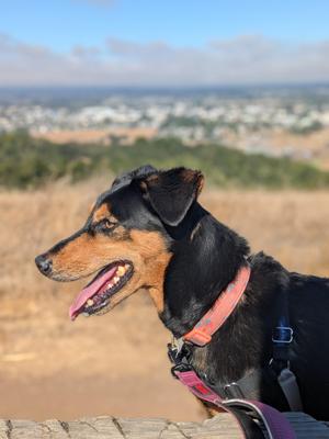 Dolly, Doberman Pinscher, senior, available for adoption