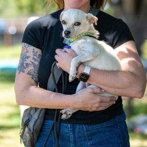 Gus Gus, Chihuahua, adult, available for adoption
