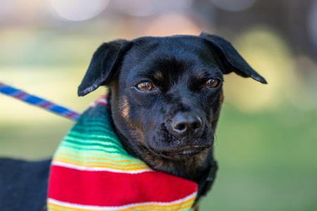 Jazz, Chihuahua / Pug, young, available for adoption