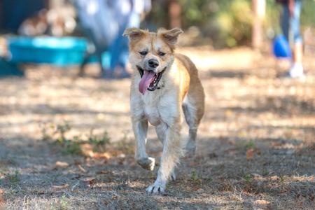 DJ, Labrador Retriever / Chow Chow, adult, available for adoption